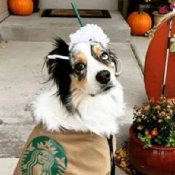 new Dog Halloween costume coffee starbucks headpiece whip cream Frappuccino - Picture 6 of 10